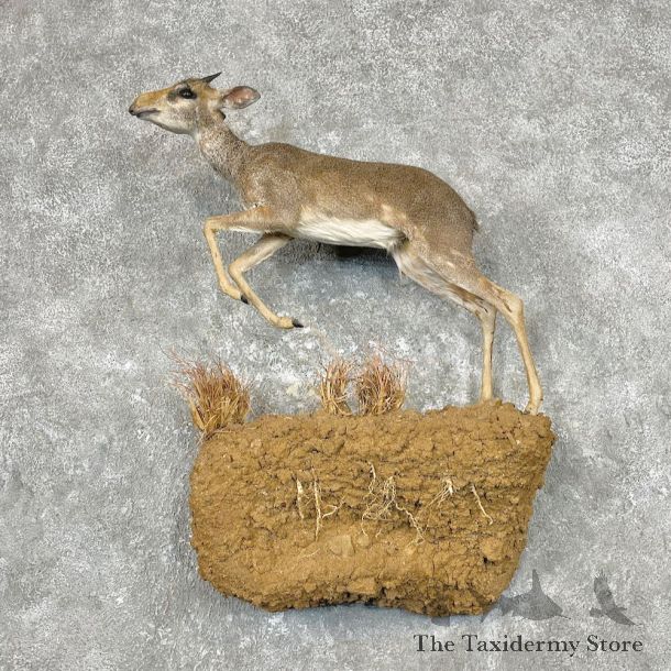 Kirk's Dik-Dik Life-Size Mount For Sale #26870 @ The Taxidermy Store