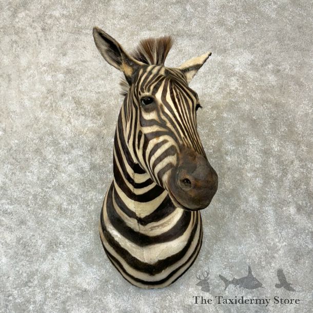 African Burchell's Zebra Shoulder Mount For Sale #29279 @ The Taxidermy Store
