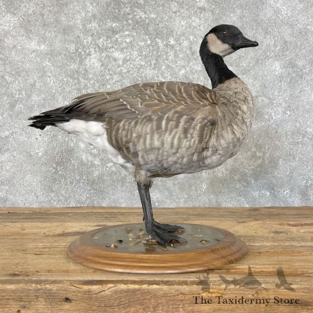 Cackling (Richardson's) Goose Bird Mount For Sale #27594 @ The Taxidermy Store