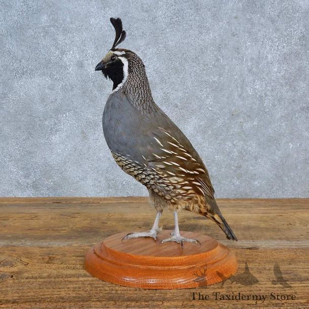 California Quail Bird Mount For Sale #15411 @ The Taxidermy Store
