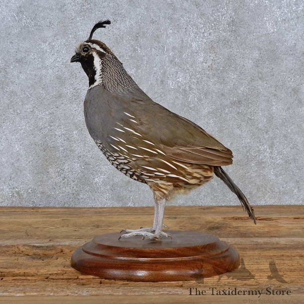 California Quail Bird Mount For Sale #15226 @ The Taxidermy Store