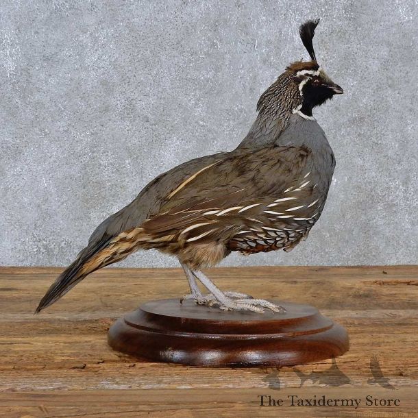 California Quail Bird Mount For Sale #15227 @ The Taxidermy Store