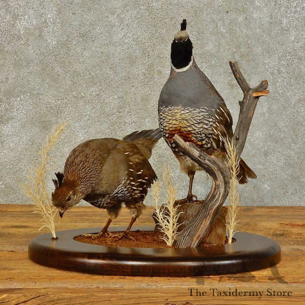 California Quail Bird Mount For Sale #16500 @ The Taxidermy Store