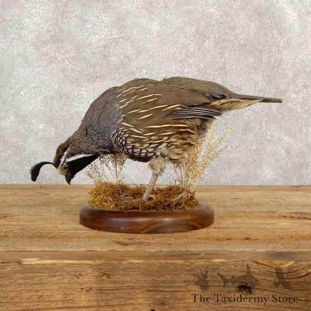 California Quail Bird Mount For Sale #18802 @ The Taxidermy Store
