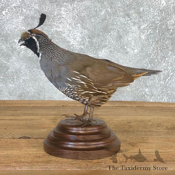 California Quail Bird Mount For Sale #19802 @ The Taxidermy Store