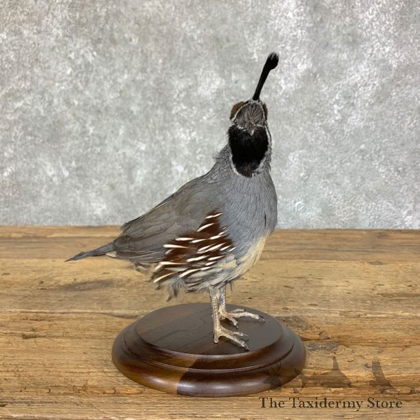 California Quail Bird Mount For Sale #22716 @ The Taxidermy Store