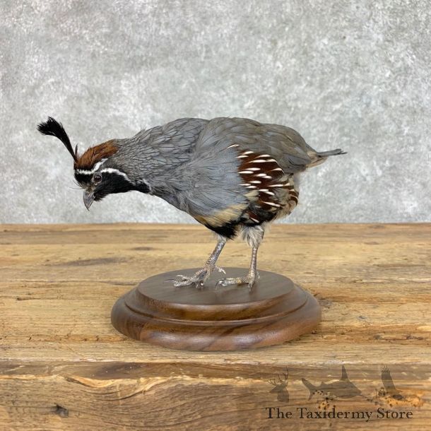 California Quail Bird Mount For Sale #22818 @ The Taxidermy Store