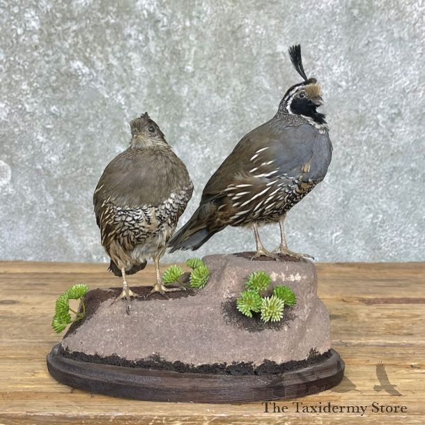 California Quail Bird Mount For Sale #26356 @ The Taxidermy Store