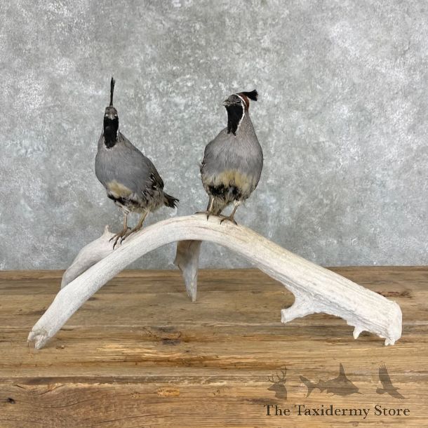 California Quail Bird Mount For Sale #27356 @ The Taxidermy Store