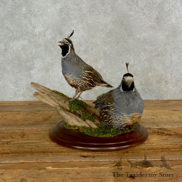 California Quail Bird Mount For Sale #17068 @ The Taxidermy Store