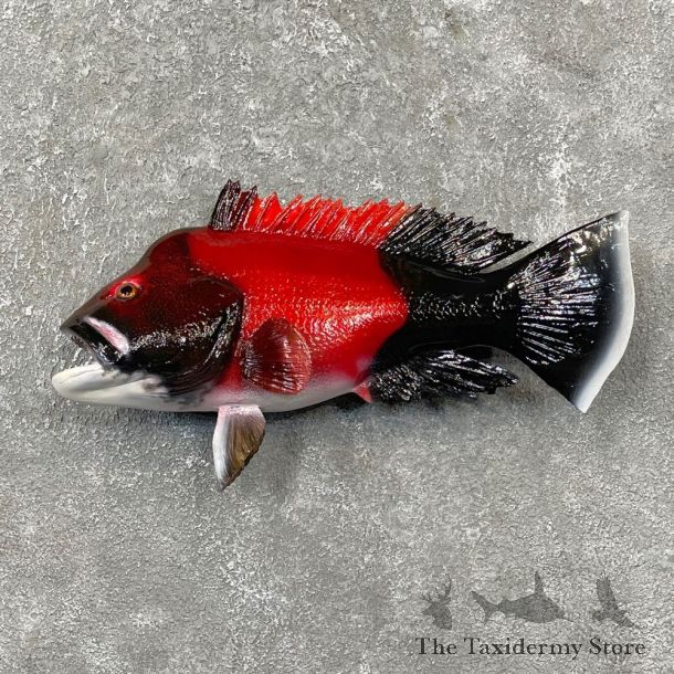 California Sheephead Fish Mount For Sale #24799 @ The Taxidermy Store