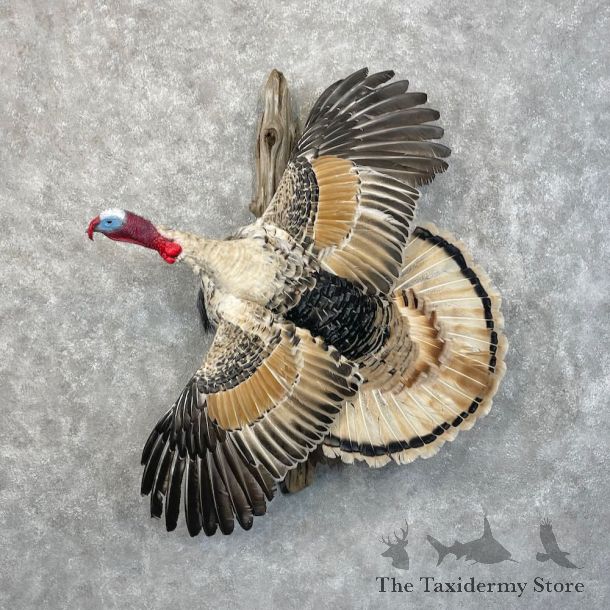 Cameo Turkey Bird Mount For Sale #28501 @ The Taxidermy Store