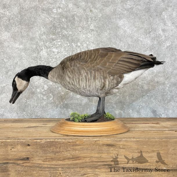 Canada Goose Bird Mount For Sale #27593 @ The Taxidermy Store