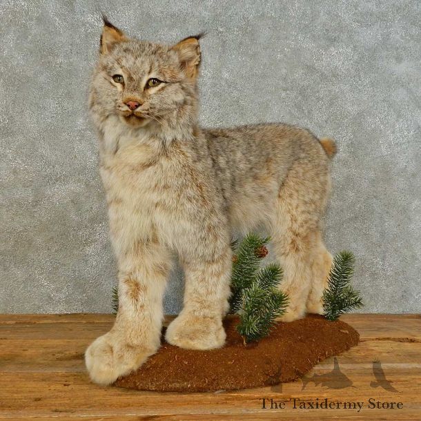 Alaskan Lynx Life-Size Mount For Sale #16490 @ The Taxidermy Store