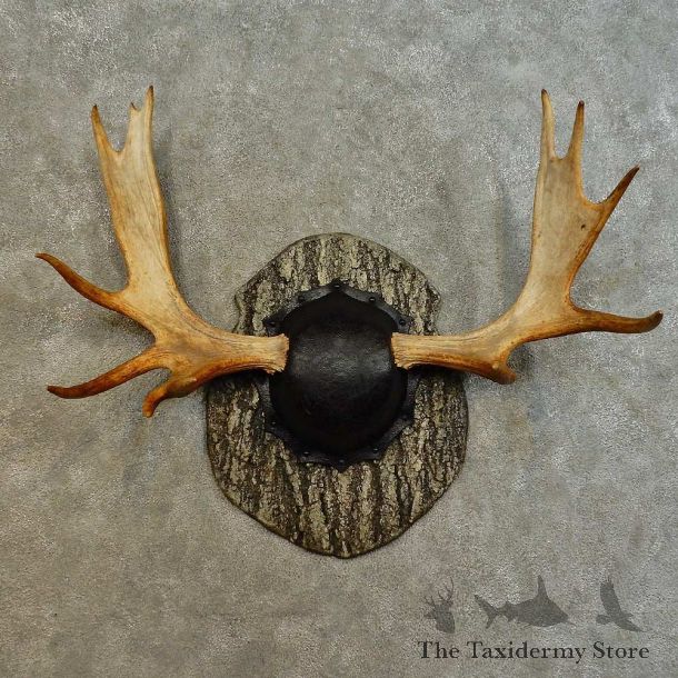 Eastern Canada Moose Antler Plaque For Sale #16532 @ The Taxidermy Store
