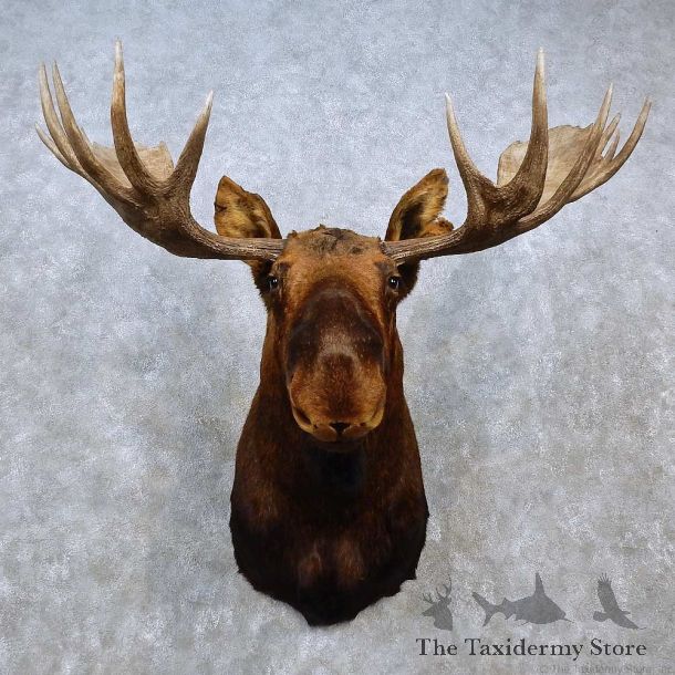 Eastern Canadian Moose Shoulder Mount For Sale #15241 @ The Taxidermy Store