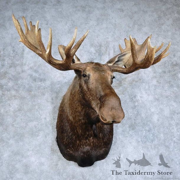 Western Canada Moose Shoulder Mount For Sale #15926 @ The Taxidermy Store