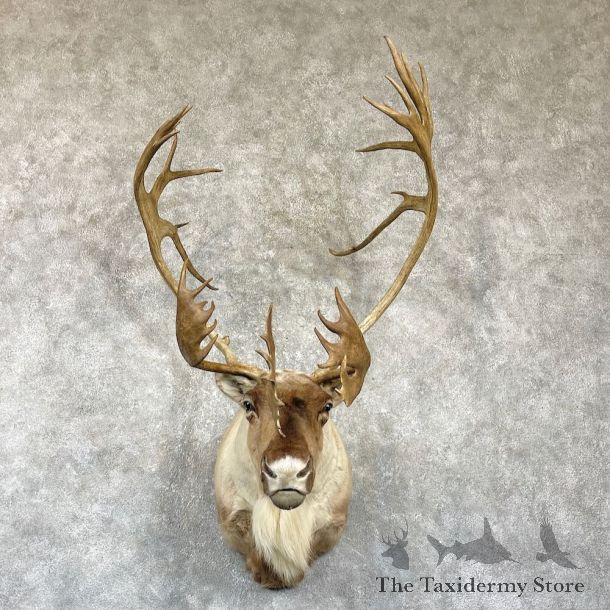 Canadian Barren Ground Caribou Mount For Sale #26335 @ The Taxidermy Store