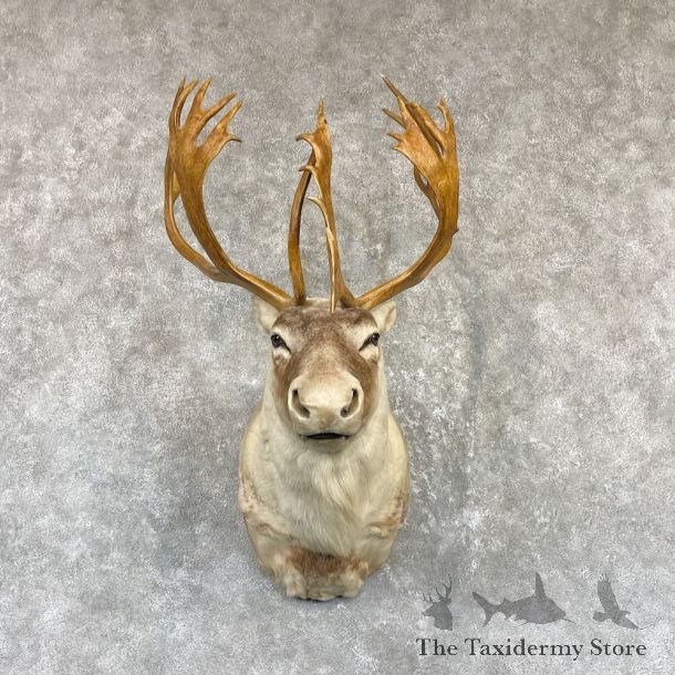Canadian Barren Ground Caribou Mount For Sale #26482 @ The Taxidermy Store