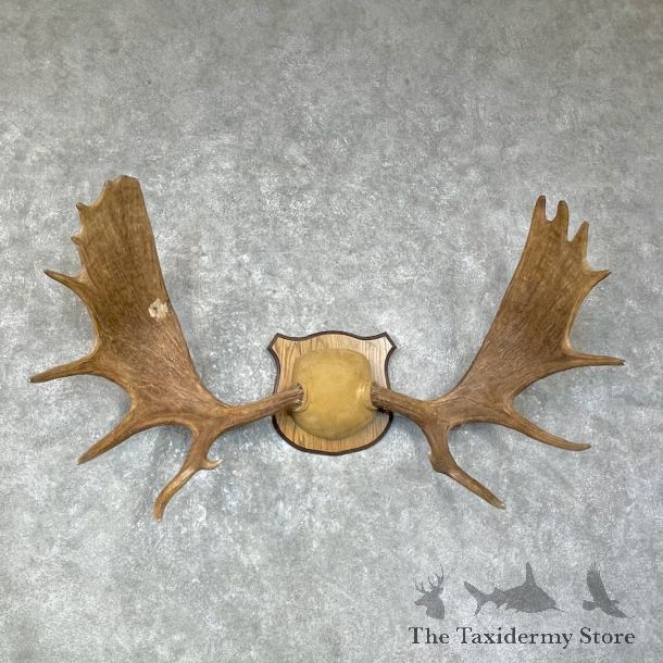 Canadian Moose Antler Plaque For Sale #25629 @ The Taxidermy Store