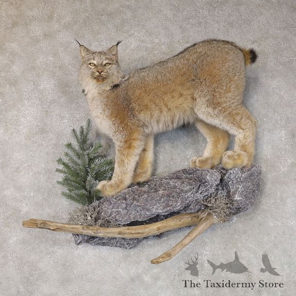Canadian Lynx Life-Size Mount For Sale #22579 @ The Taxidermy Store