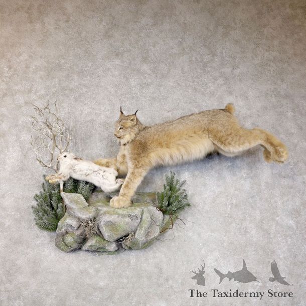 Canadian Lynx Life-Size Mount For Sale #22585 @ The Taxidermy Store