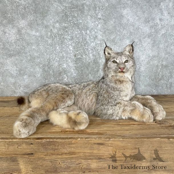 Canadian Lynx Life-Size Taxidermy Mount For Sale #25795 @ The Taxidermy Store