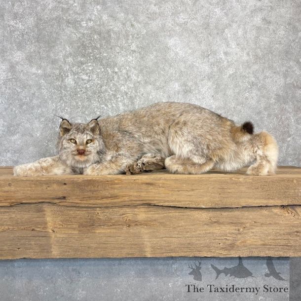 Canadian Lynx Life-Size Mount For Sale #27206 @ The Taxidermy Store
