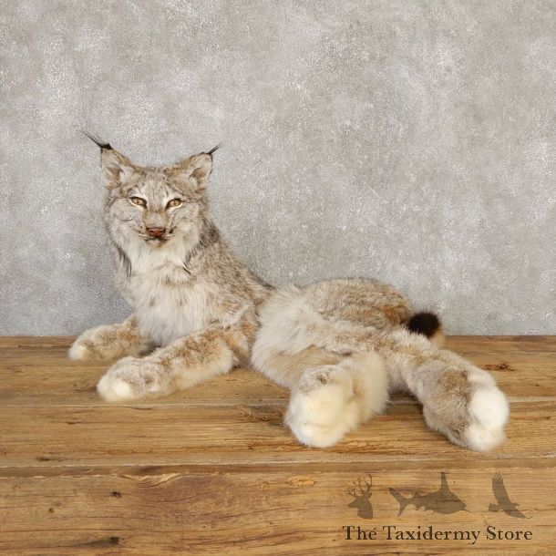 Canadian Lynx Life-Size Taxidermy Mount For Sale #20117 @ The Taxidermy Store