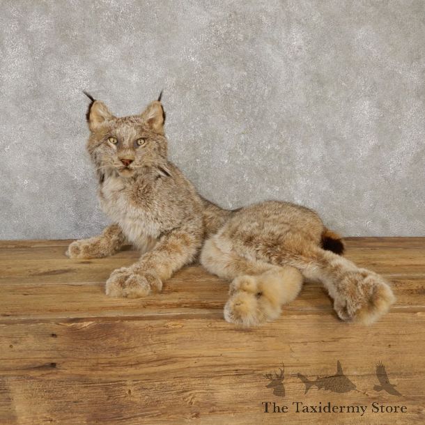 Canadian Lynx Life-Size Taxidermy Mount For Sale #20118 @ The Taxidermy Store