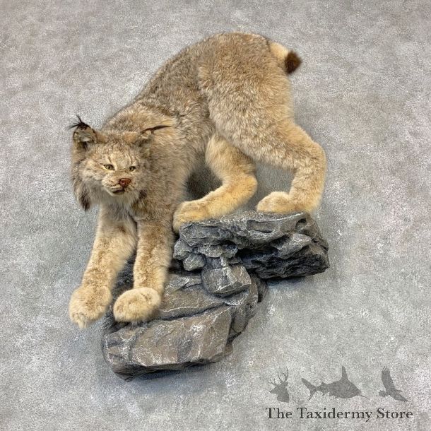 Canadian Lynx Life-Size Taxidermy Mount For Sale #21604 @ The Taxidermy Store