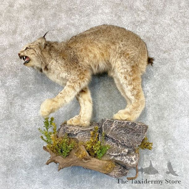 Canadian Lynx Life-Size Taxidermy Mount For Sale #22370 @ The Taxidermy Store