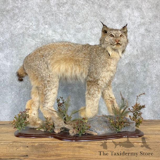Canadian Lynx Life-Size Taxidermy Mount For Sale #23179 @ The Taxidermy Store