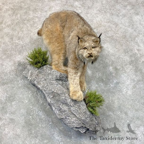 Canadian Lynx Life-Size Taxidermy Mount For Sale #23865 @ The Taxidermy Store