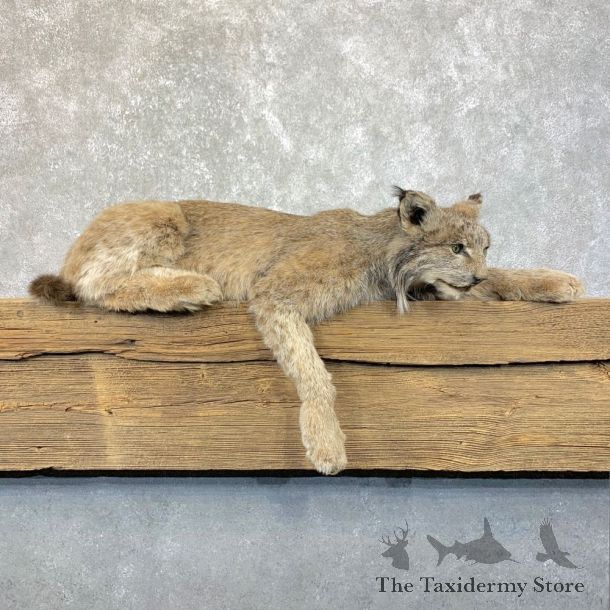 Canadian Lynx Life-Size Taxidermy Mount For Sale #23922 @ The Taxidermy Store