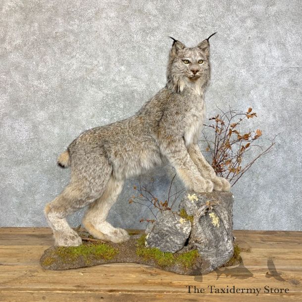 Canadian Lynx Life-Size Taxidermy Mount For Sale #23926 @ The Taxidermy Store