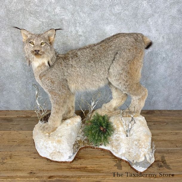 Canadian Lynx Life-Size Taxidermy Mount For Sale #23929 @ The Taxidermy Store