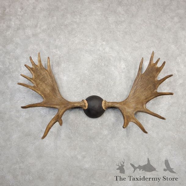 Canadian Moose Antler Plaque For Sale #20332 @ The Taxidermy Store