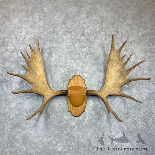 Western Canada Moose Antler Plaque For Sale #23130 @ The Taxidermy Store