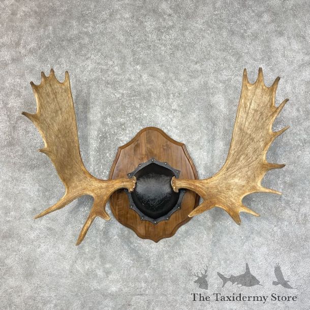 Canadian Moose Antler Plaque For Sale #25494 @ The Taxidermy Store
