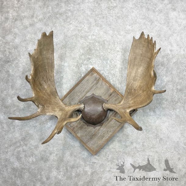 Canadian Moose Antler Plaque For Sale #26865 @ The Taxidermy Store