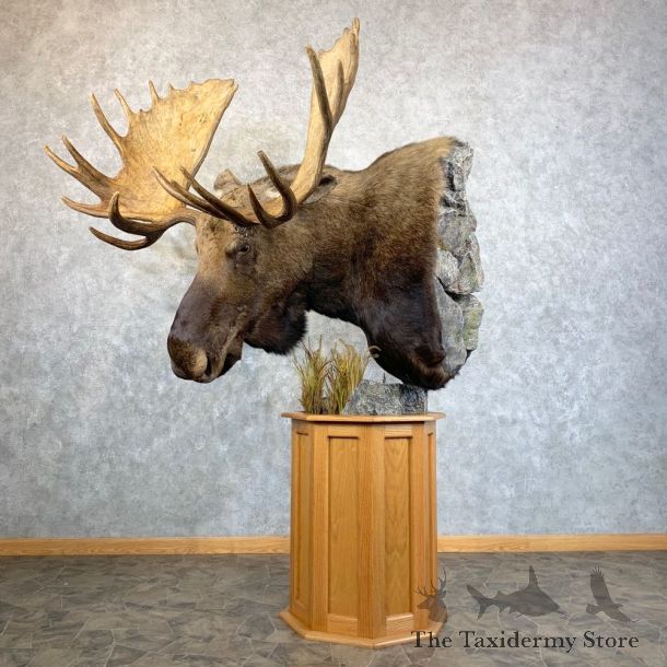 Eastern Canada Moose Pedestal Taxidermy Mount For Sale #23730 @ The Taxidermy Store