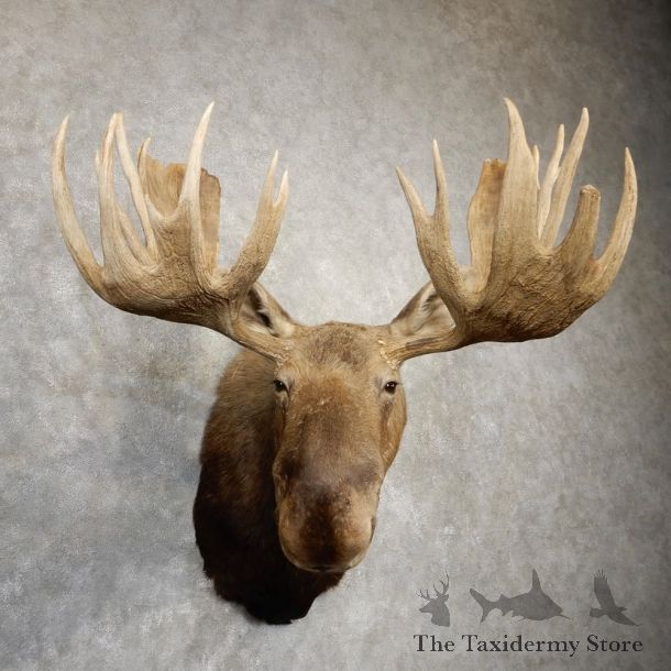 Canadian Moose Shoulder Mount For Sale #20510 @ The Taxidermy Store