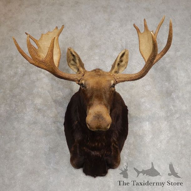 Canadian Moose Shoulder Mount For Sale #21273 @ The Taxidermy Store