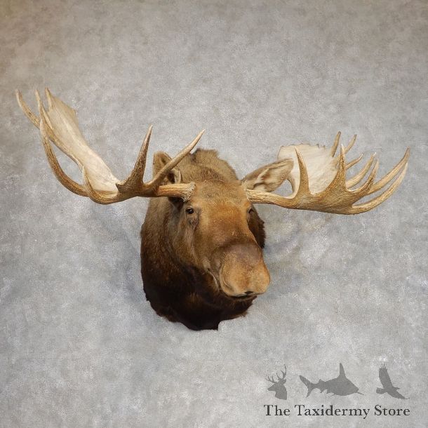 Canadian Moose Shoulder Mount For Sale #21302 @ The Taxidermy Store