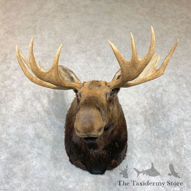Canadian Moose Shoulder Mount For Sale #22335 @ The Taxidermy Store