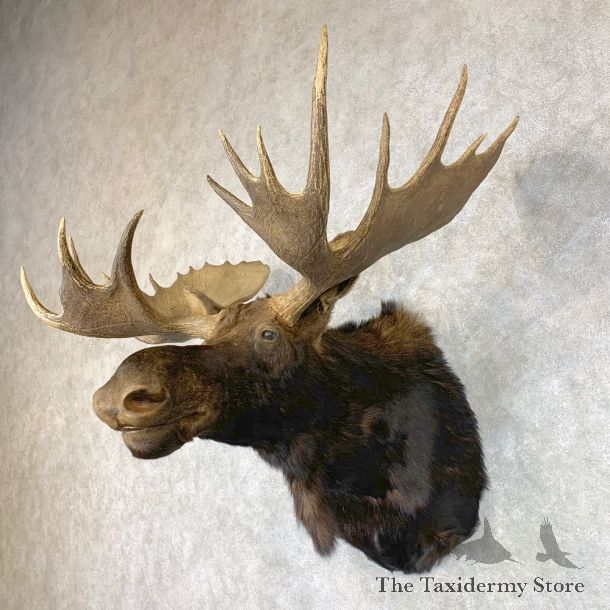 Canadian Moose Shoulder Mount For Sale #22344 @ The Taxidermy Store