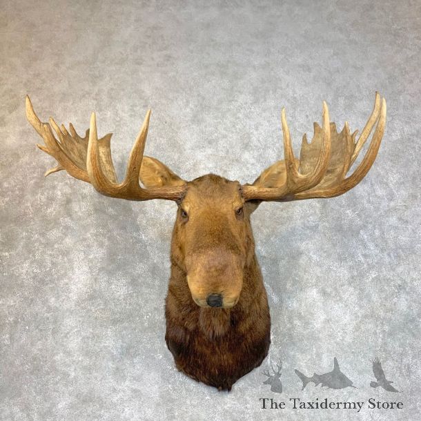 Canadian Moose Shoulder Mount For Sale #23957 @ The Taxidermy Store