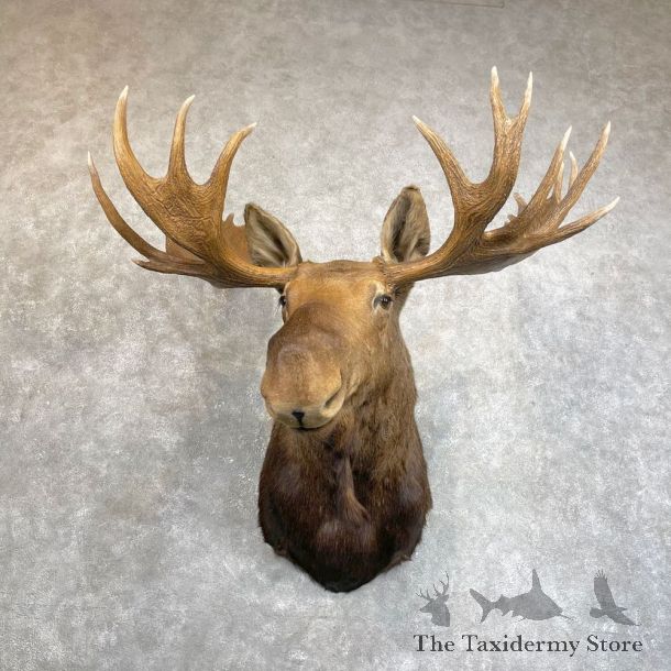 Canadian Moose Shoulder Mount For Sale #24226 @ The Taxidermy Store