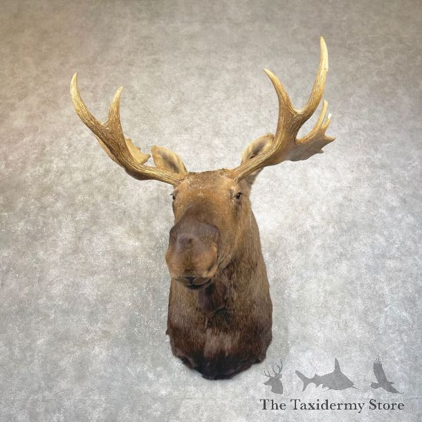 Canadian Moose Shoulder Mount For Sale #24587 @ The Taxidermy Store